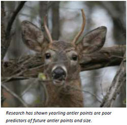 Antler Restrictions Are They Working