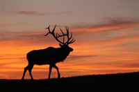 bull elk at sunset