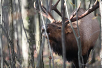 bull elk in fall eating a twig