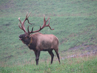bull elk with collar bugling