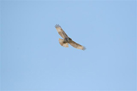 red tailed hawk in flight