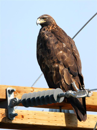 golded eagle