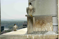 peregrine falcon male and female at nest site