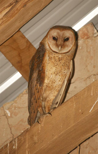 barn owl adult