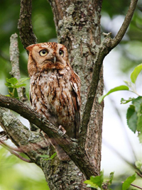 screech owl red phase