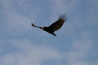 turkey vulture in flight