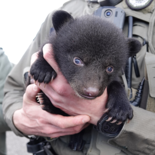 Bear Cub Close up.png