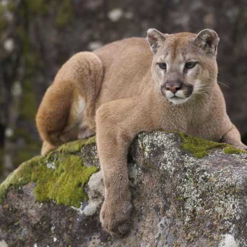 Mountain Lion.png