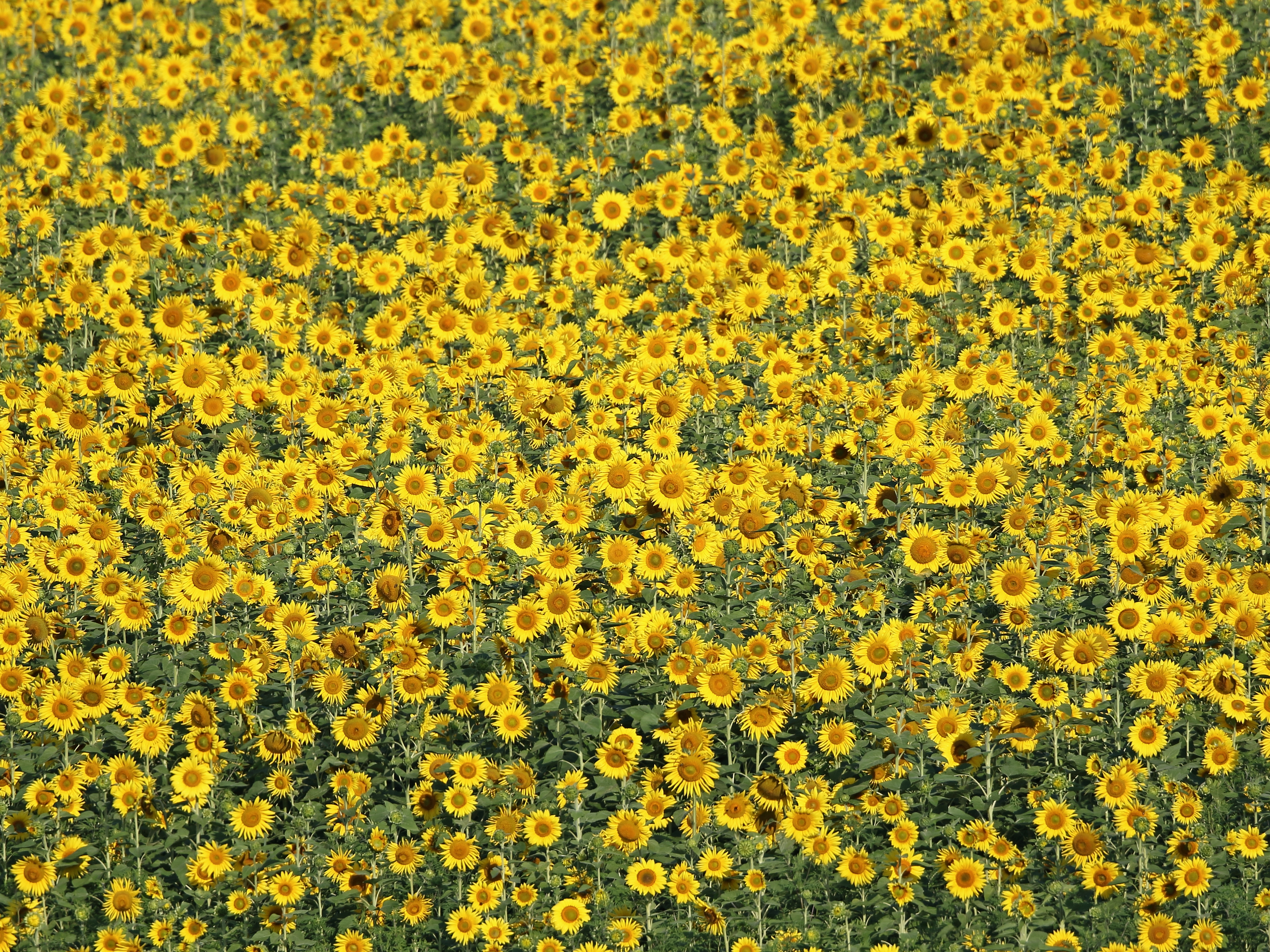 Sunflowers_Dingel_SGL095.JPG