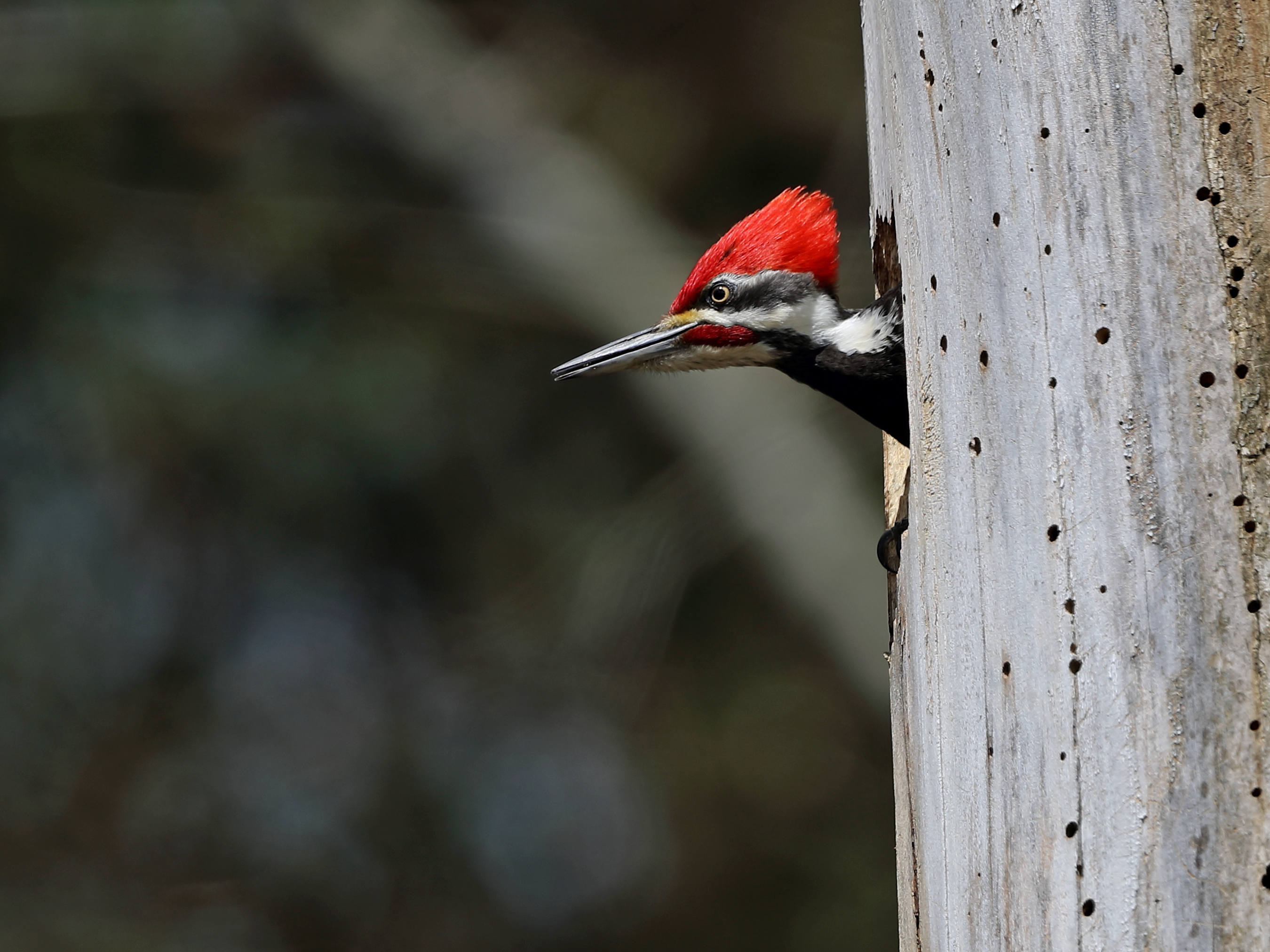 Woodpecker.JPG