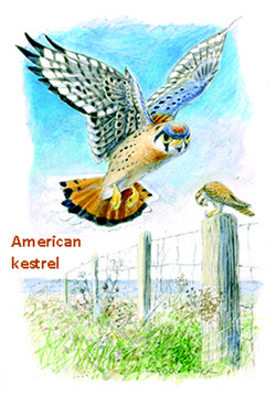 American kestrel