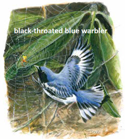 Blackthroated Blue Warbler
