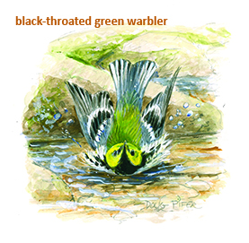 Blackthroated Green Wood Warbler