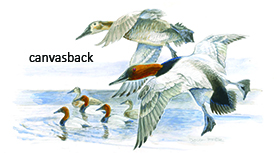 canvasback duck