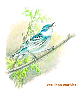 Cerulean Wood Warbler