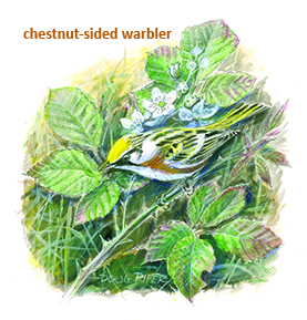 Chestnutsided Wood Warbler