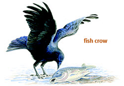 Crow with fish