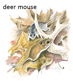 Deer Mouse