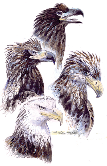 Eagle & Ospray Illustration 2