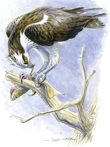 Eagle & Ospray Illustration 4