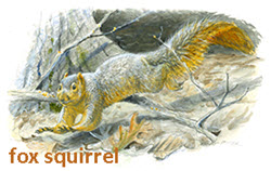 fox squirrel