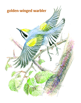 Goldenwinged Wood Warbler
