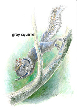gray squirrel