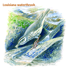 Louisiana Waterthrust Warbler