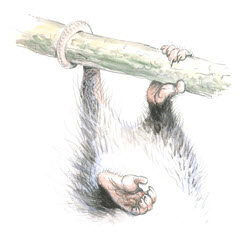 Opossum illustration 2
