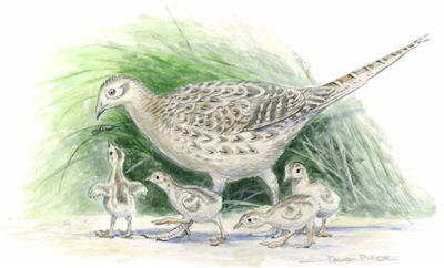 Ring-necked Pheasant Illustration 2