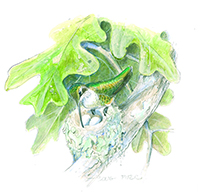 Ruby-throated Hummingbird Nest
