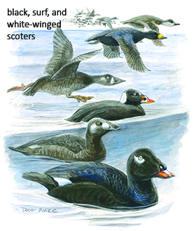 black surf and white winged scoter