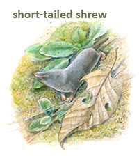 Short-tailed Shrew