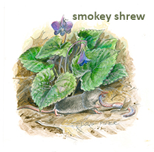 Smoky Shrew