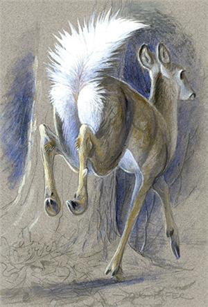 White-tailed Deer Illustration 2