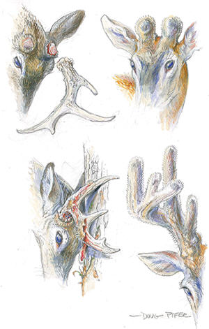 White-tailed Deer Illustration 4