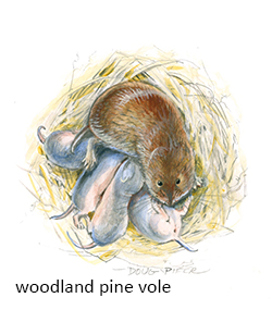 Woodland Vole