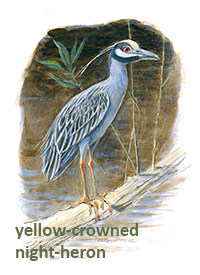 Yellow-crowned night-heron