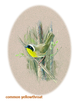 Yellow Throated Wood Warbler