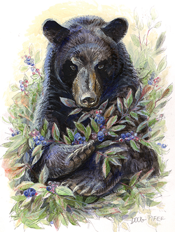 Black Bear illustration