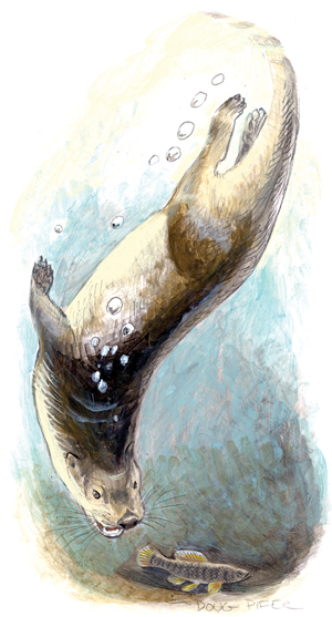 River Otter Illustration 2