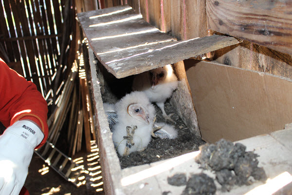 PGC Biologist Clayton Lutz returning the owlets to their nest box
