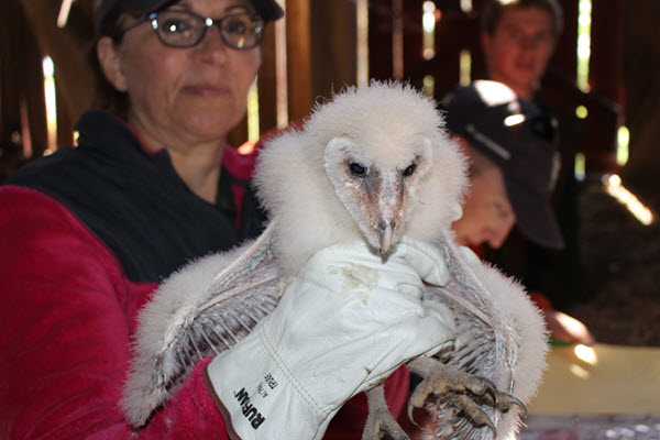 PGC Biologist Tammy Colt holding one of the owlets
