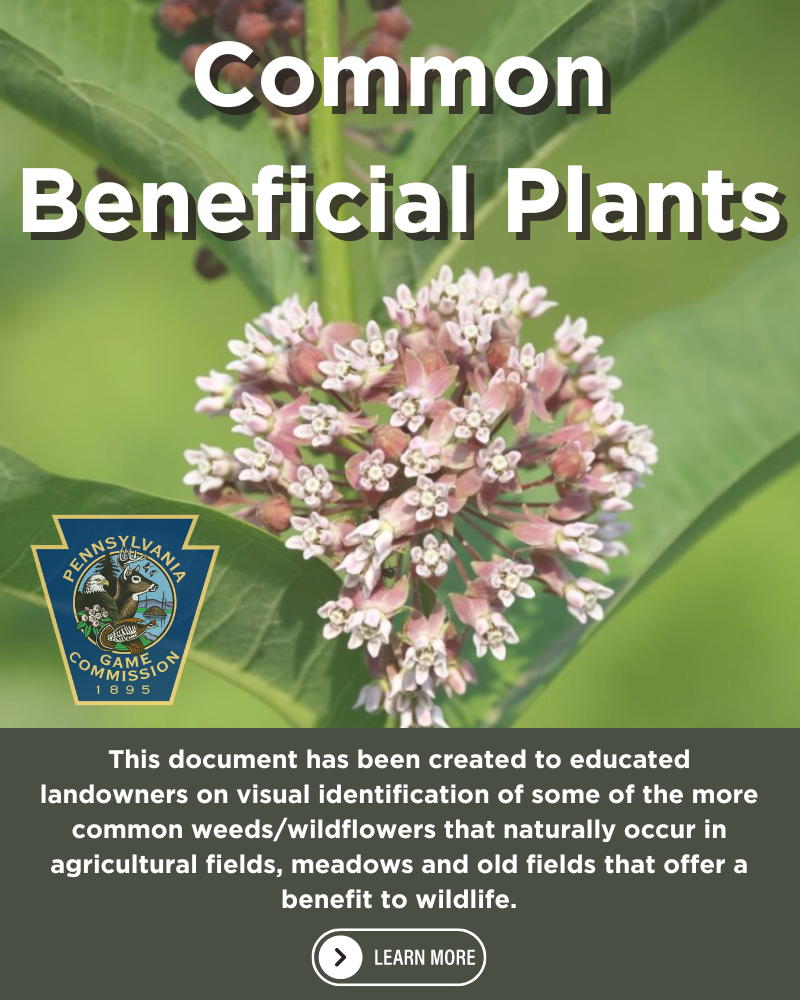 Common Beneficial Plants.png