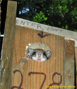 FLYING Squirrel.FLYING SQUIRREL House FLYING SQUIRREL Nesting Box.FOR SQUIRRELS