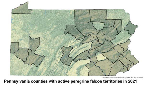 Peregrine falcon territories in 2021