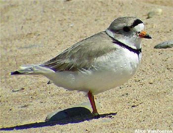 Piping Plover 1 image