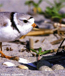  Piping Plover 2 image