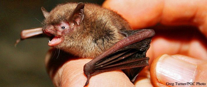 Eastern Small-Footed Bat