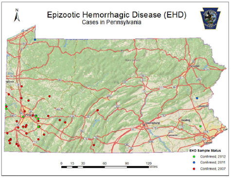 Epizootic Hemorrhagic Disease 